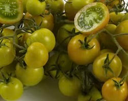 CHERRY Tomato Seedlings