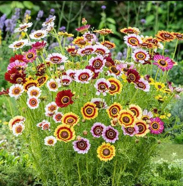 Flowers - Annuals LARGE 6 pack