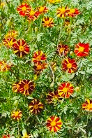 Flowers - Annuals LARGE 6 pack