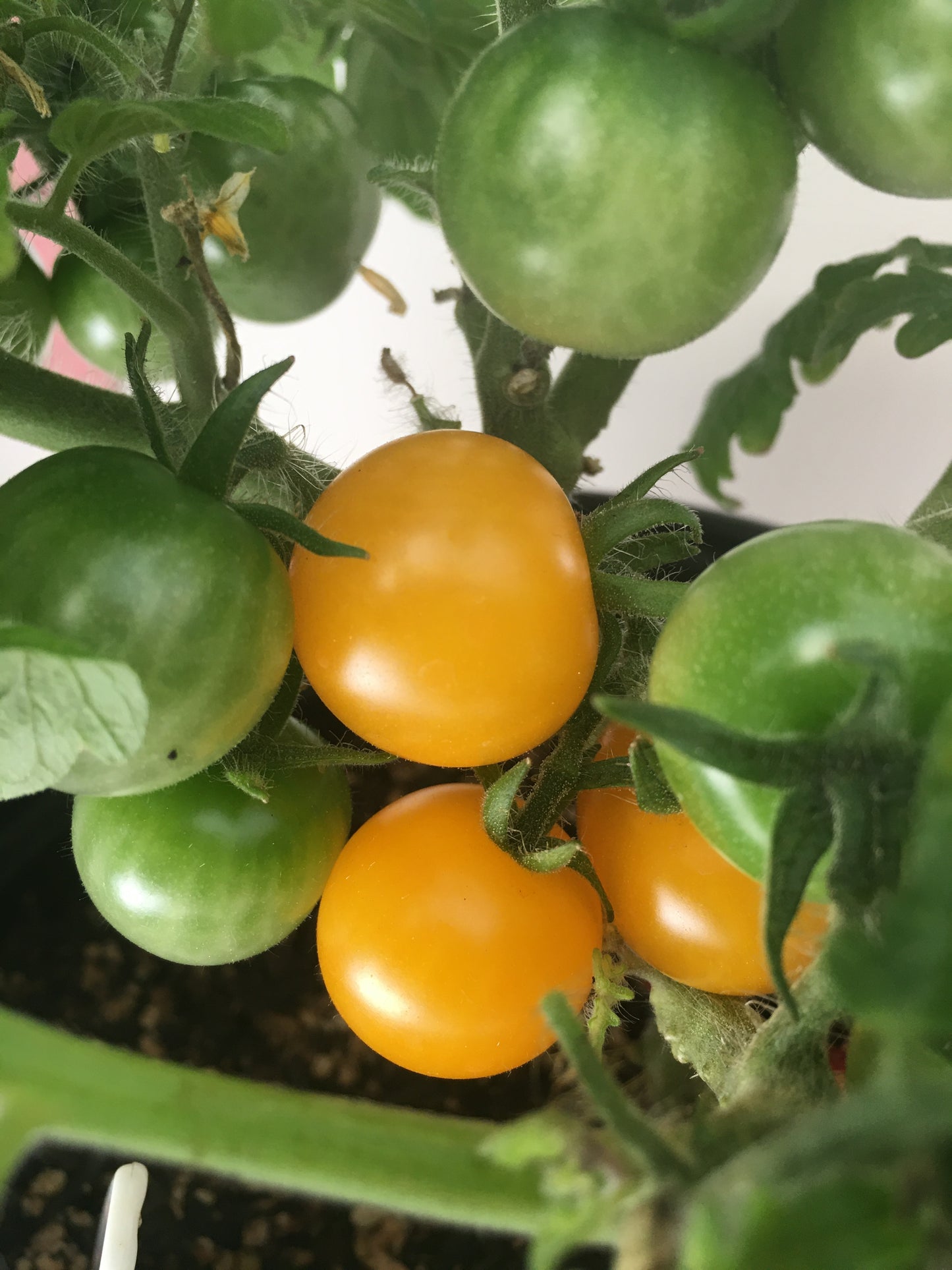 Micro Dwarf Tomato - seedlings