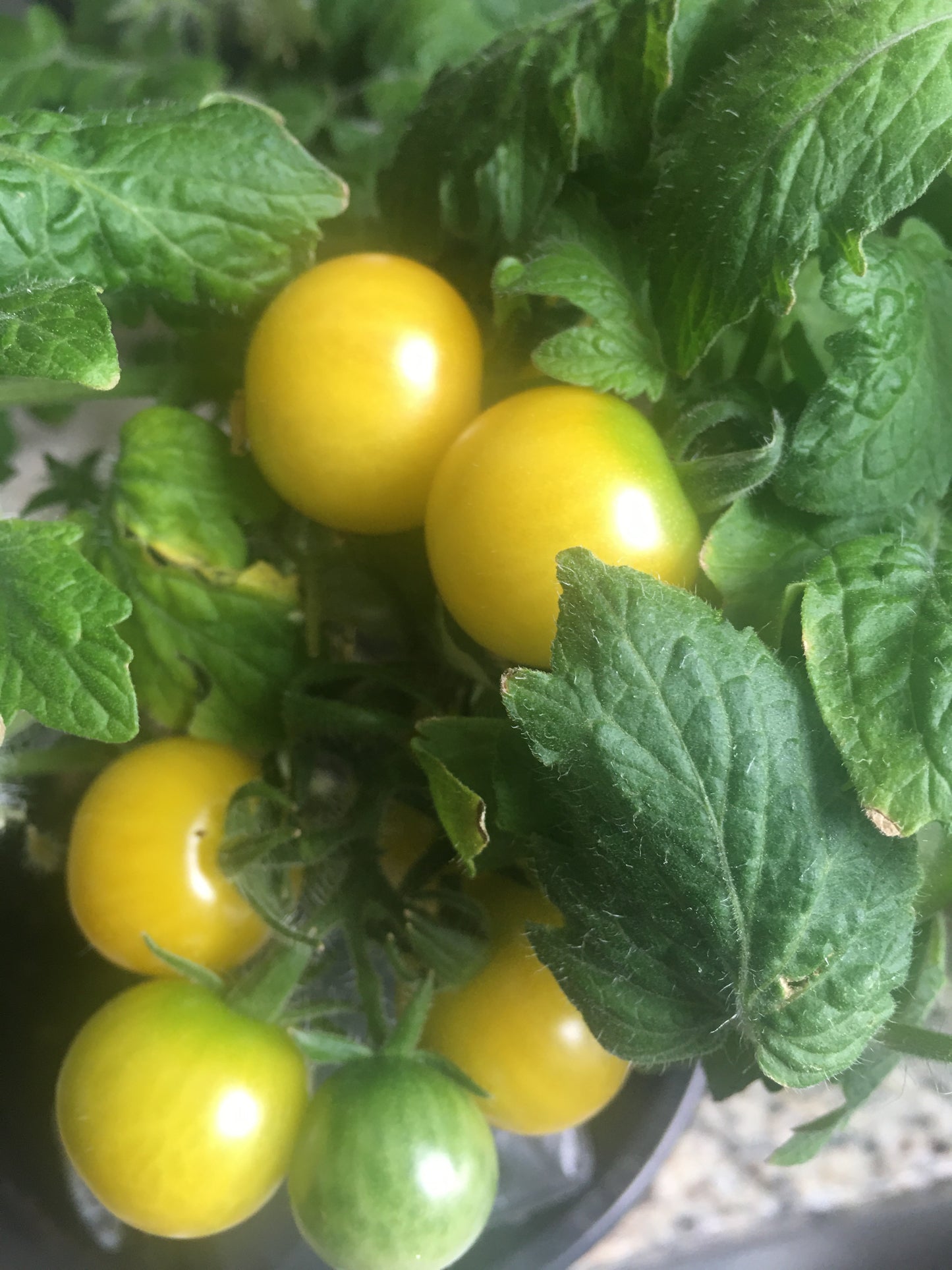 Micro Dwarf Tomato - seedlings