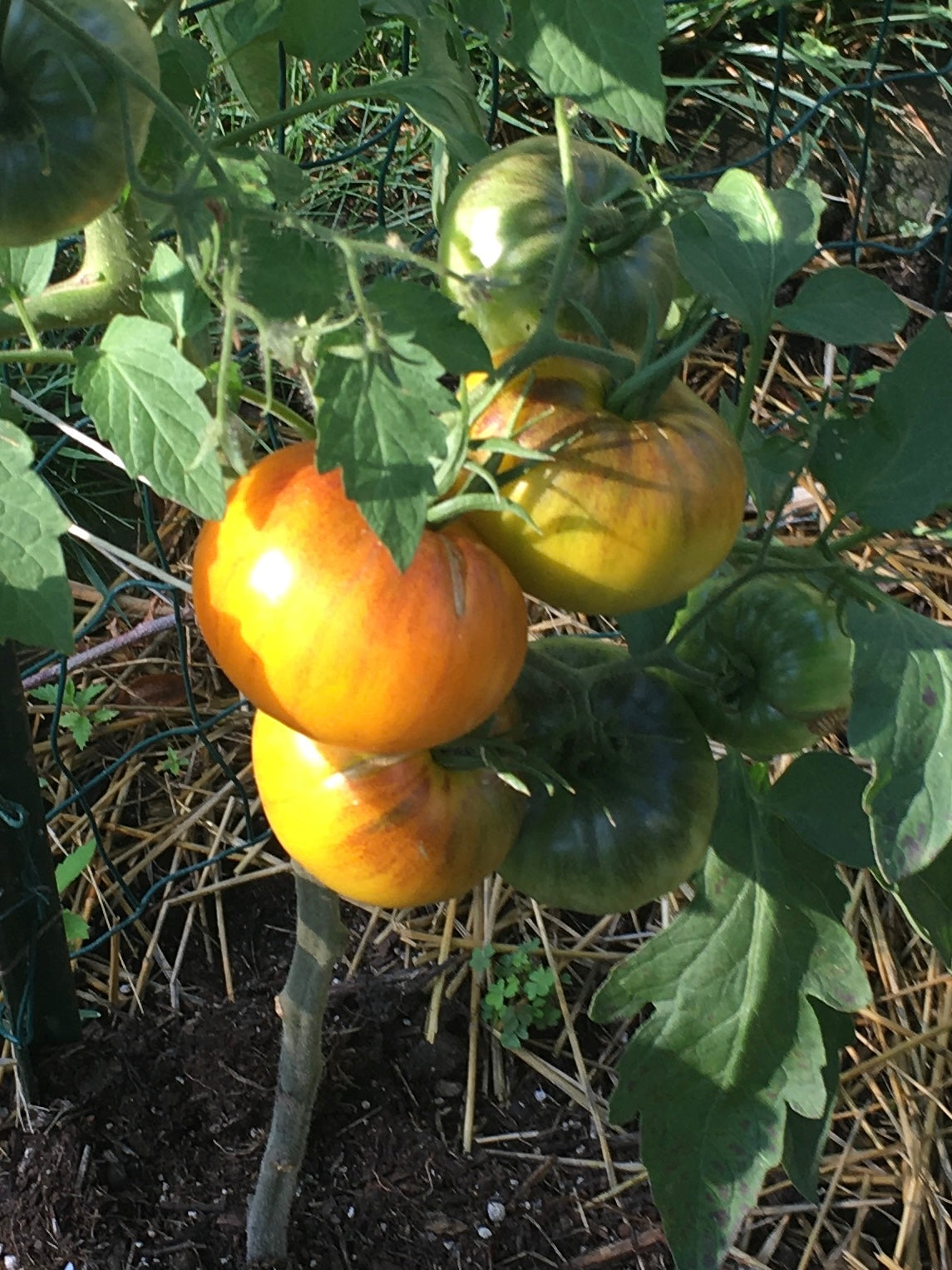 Tomato Seedlings