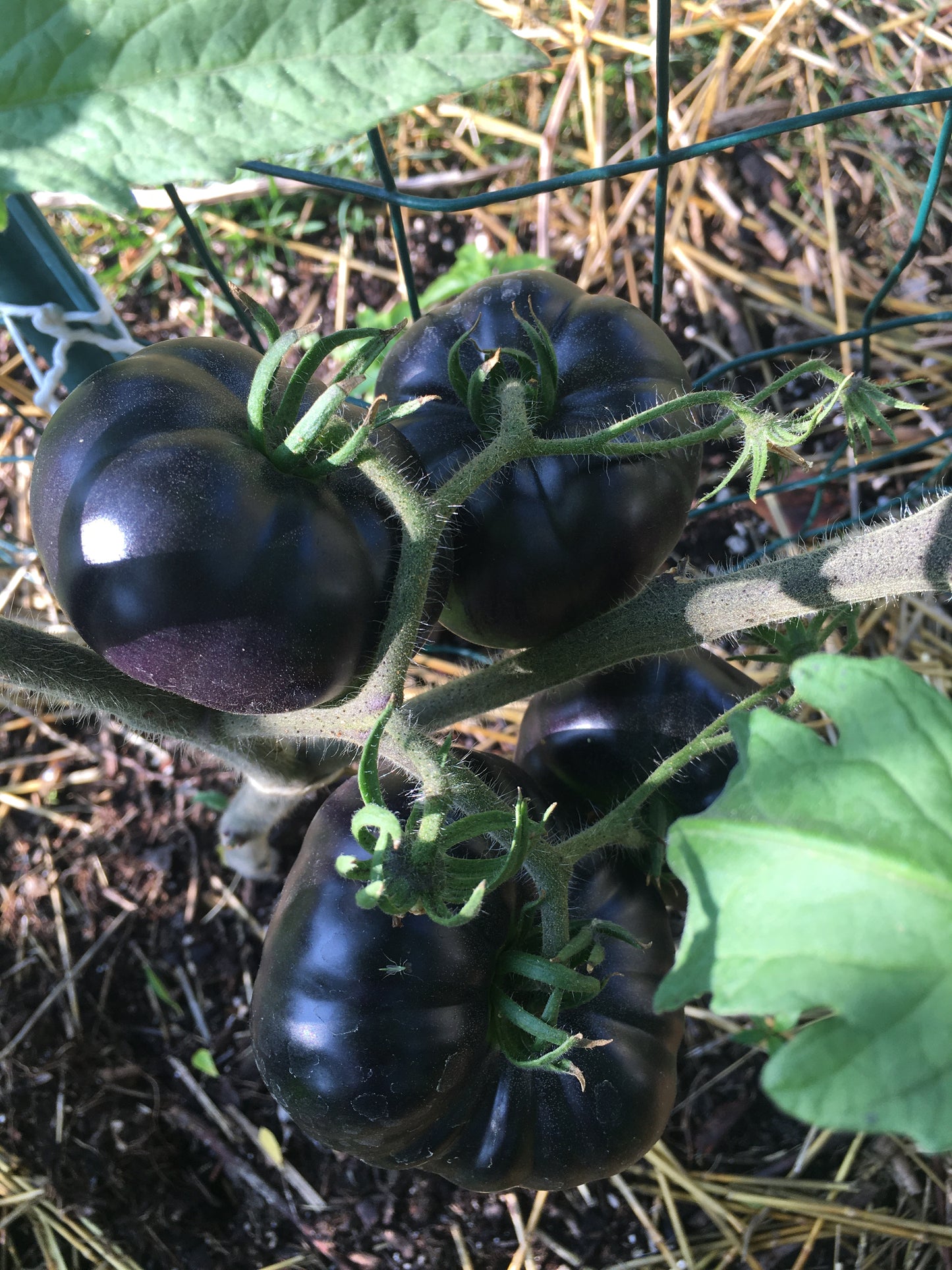 Tomato Seedlings