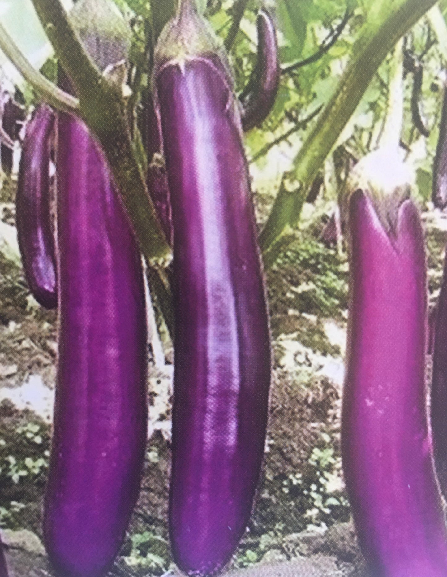 Eggplant