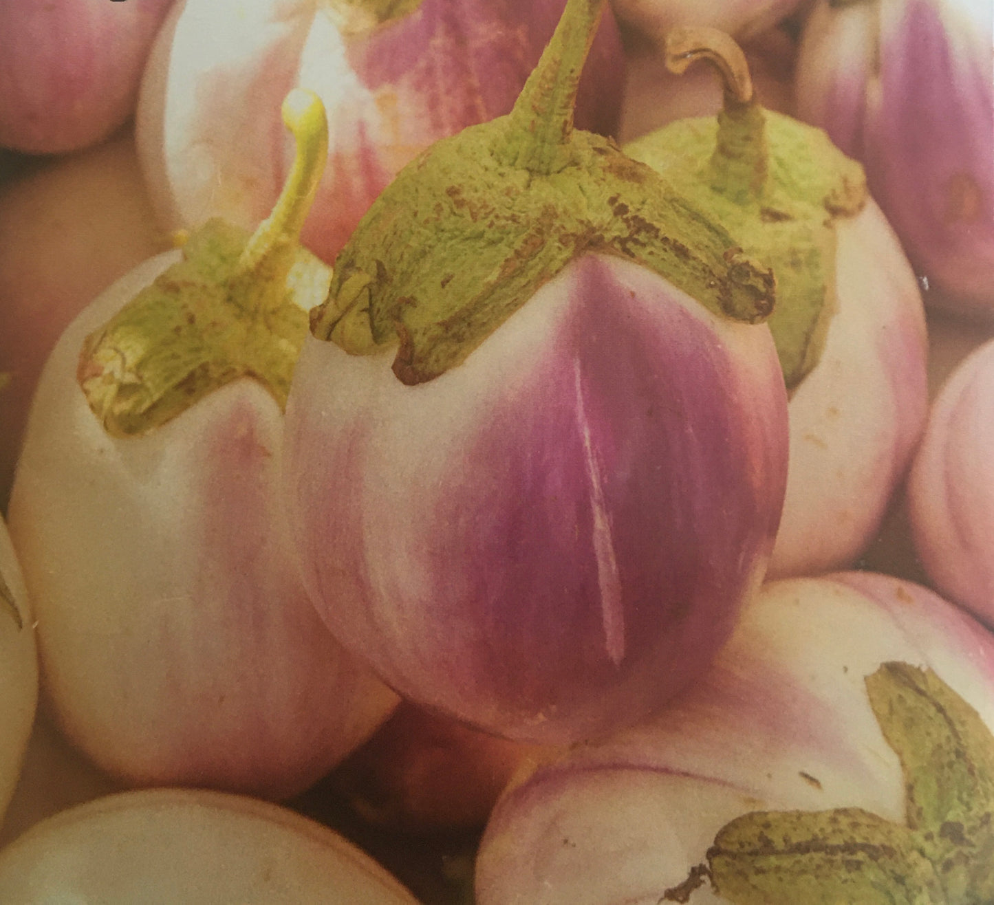 Eggplant