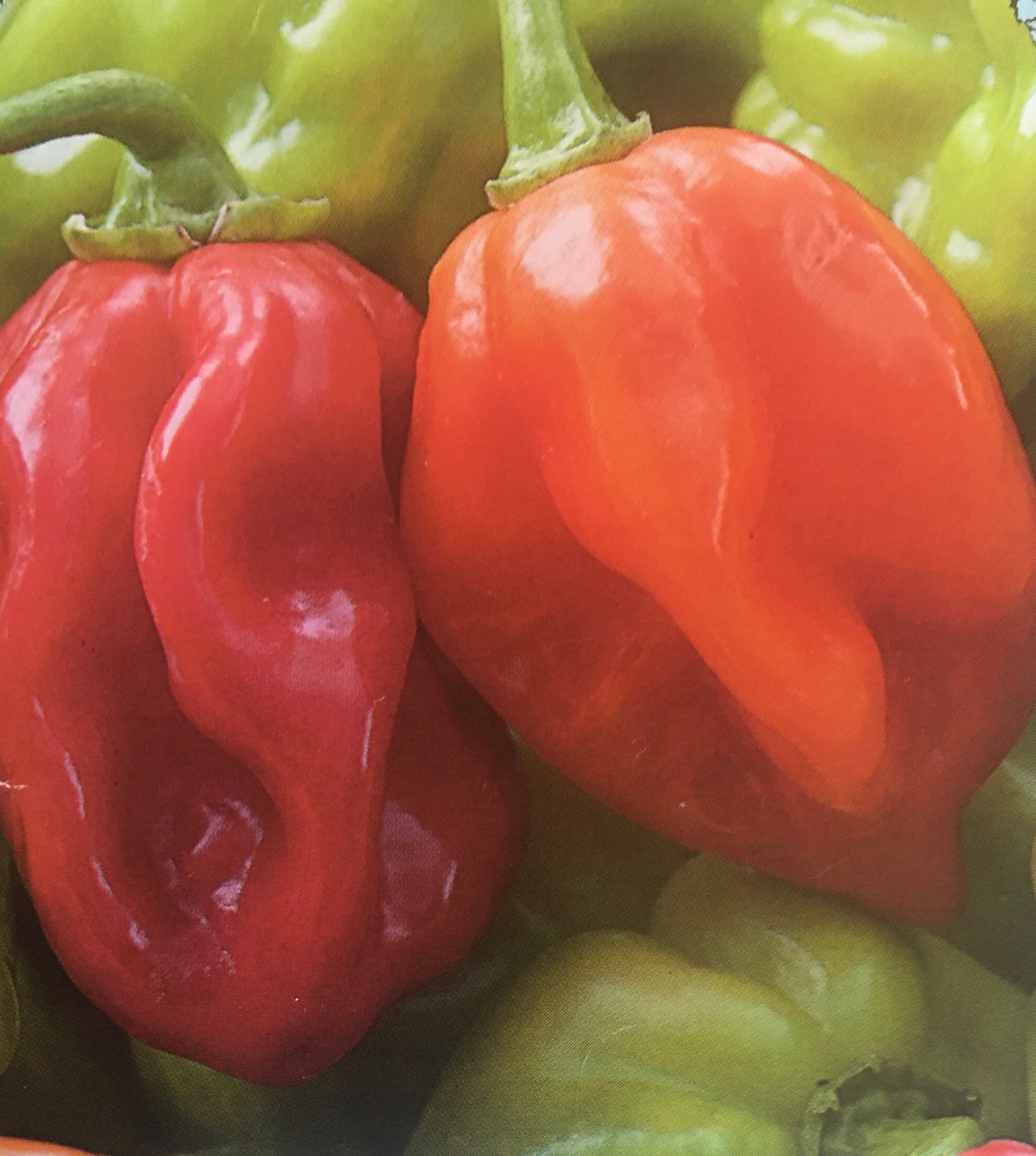 Pepper Seedlings - HOT
