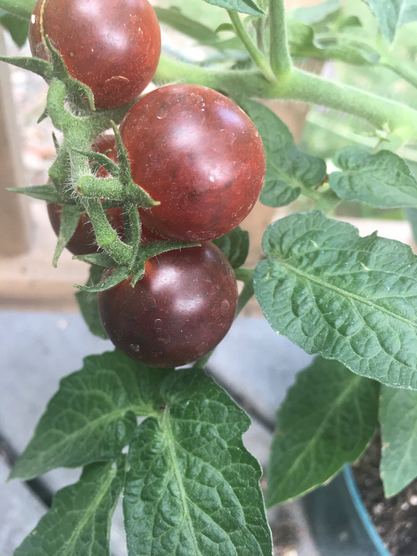 Micro Dwarf Tomato - seedlings