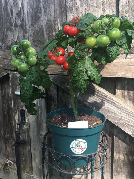Micro Dwarf Tomato - GIFT size (one gallon)
