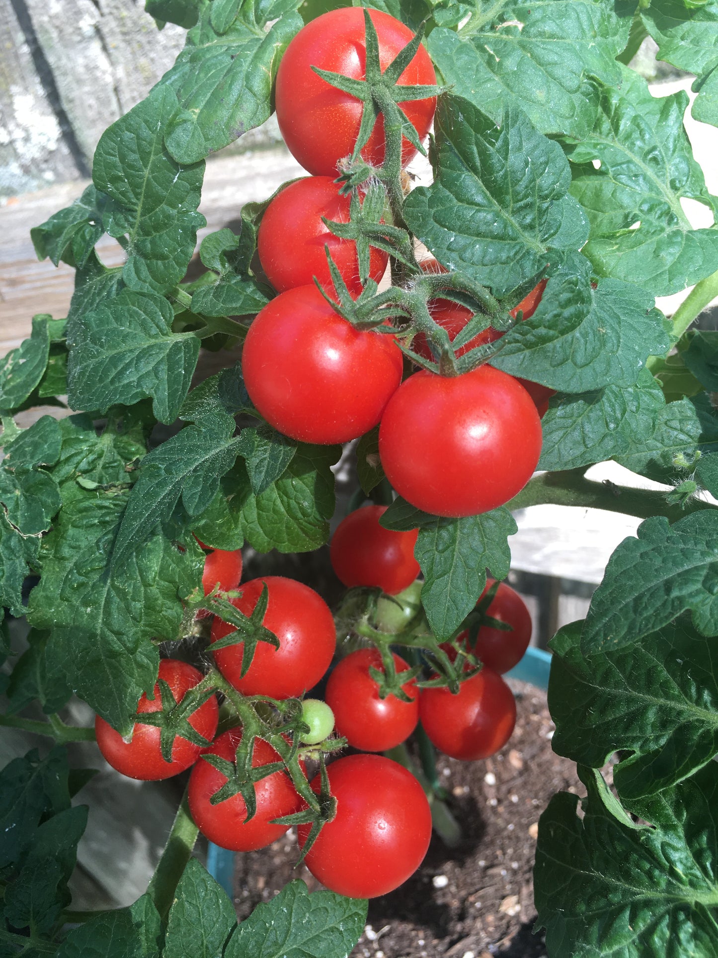 Micro Dwarf Tomato - seedlings