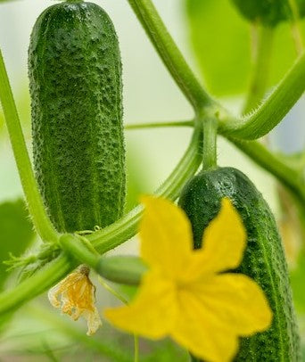 Standard Garden Cucumber