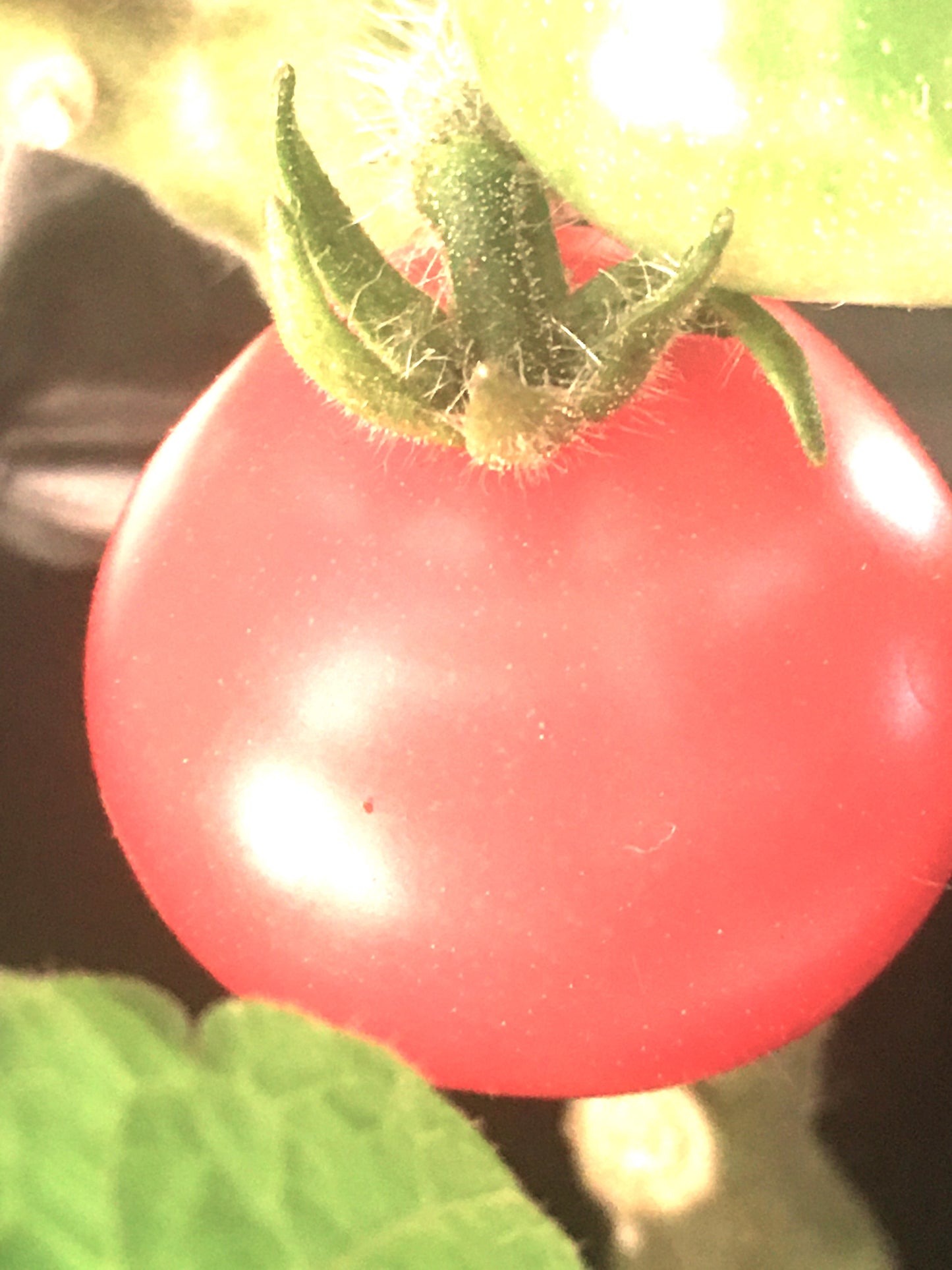 Micro Dwarf Tomato - seedlings