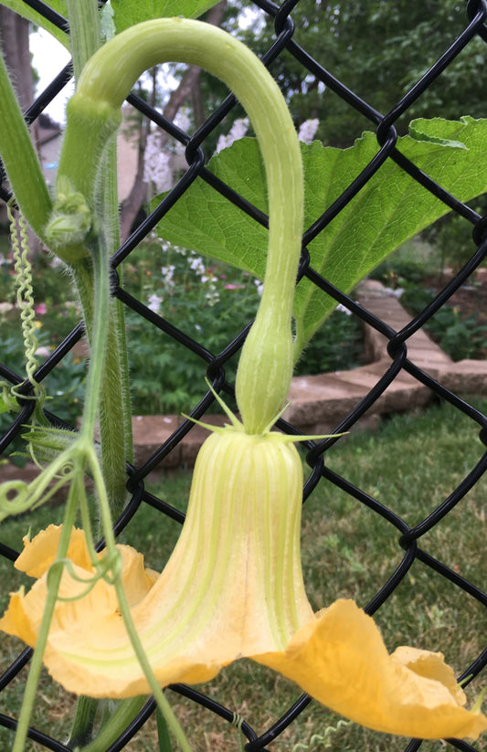 Summer Squash