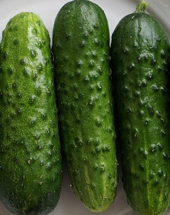 Standard Garden Cucumber