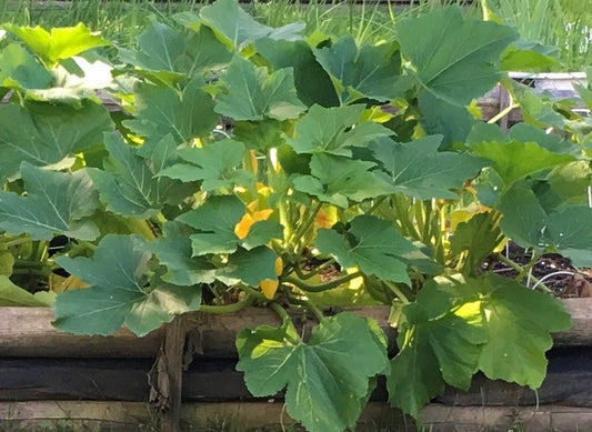 Winter Squash