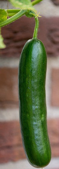 Standard Garden Cucumber