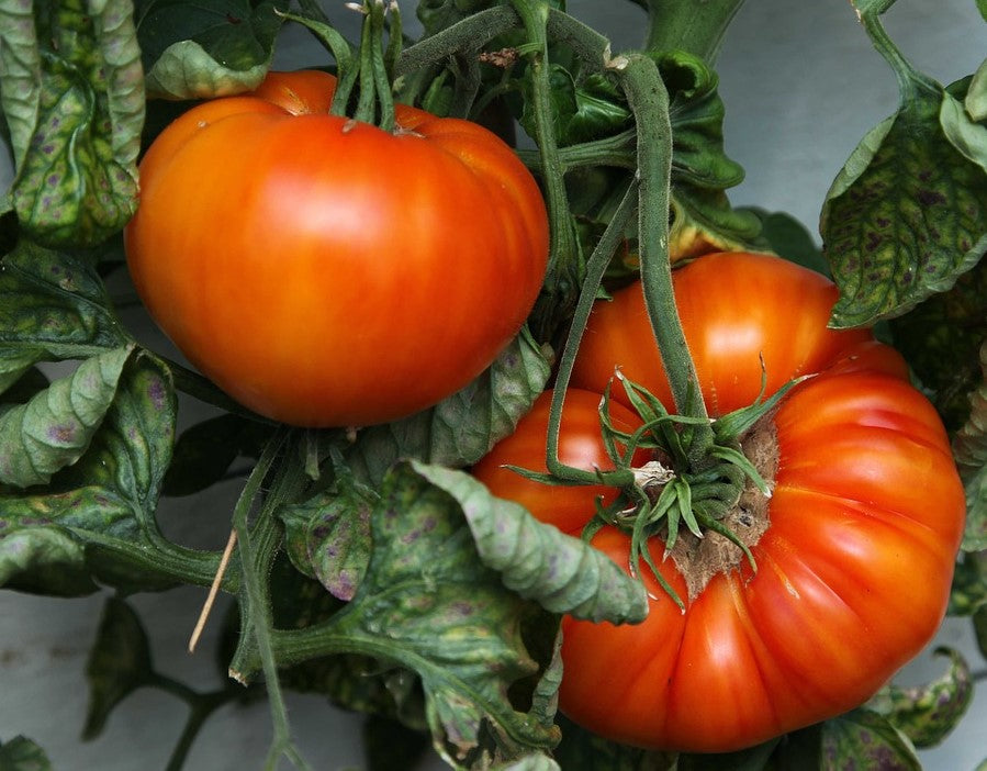 Standard Garden Tomatoes