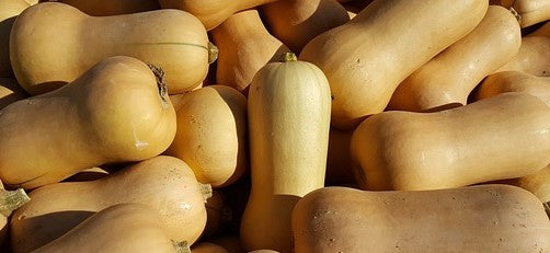 Winter Squash