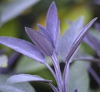 Dwarf Basil