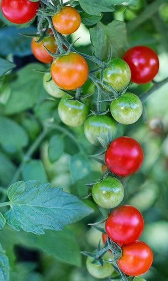 Standard Garden Cherry Tomatoes