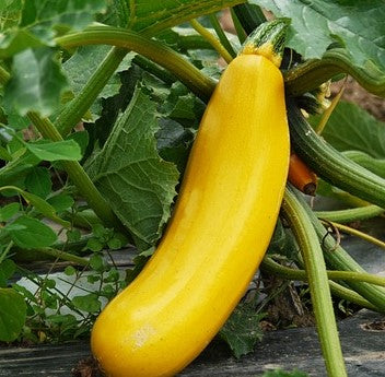 Summer Squash