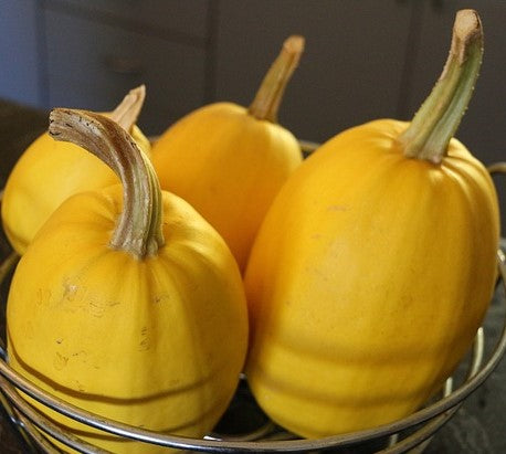 Winter Squash