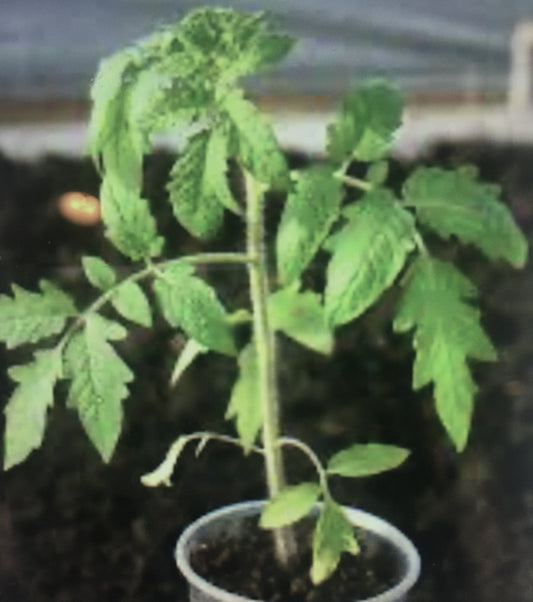Micro Dwarf Tomato - seedlings